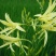 黄花菜种苗
