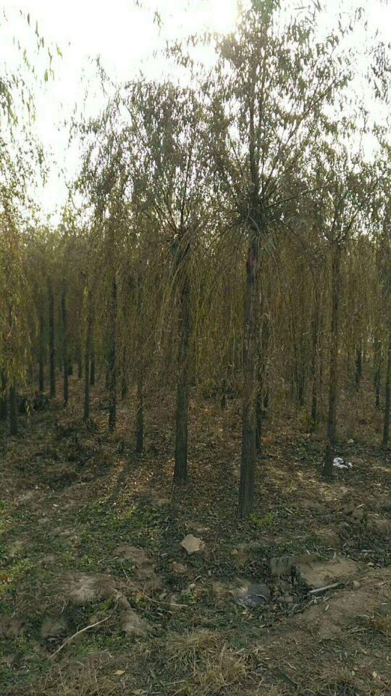 出售柳树