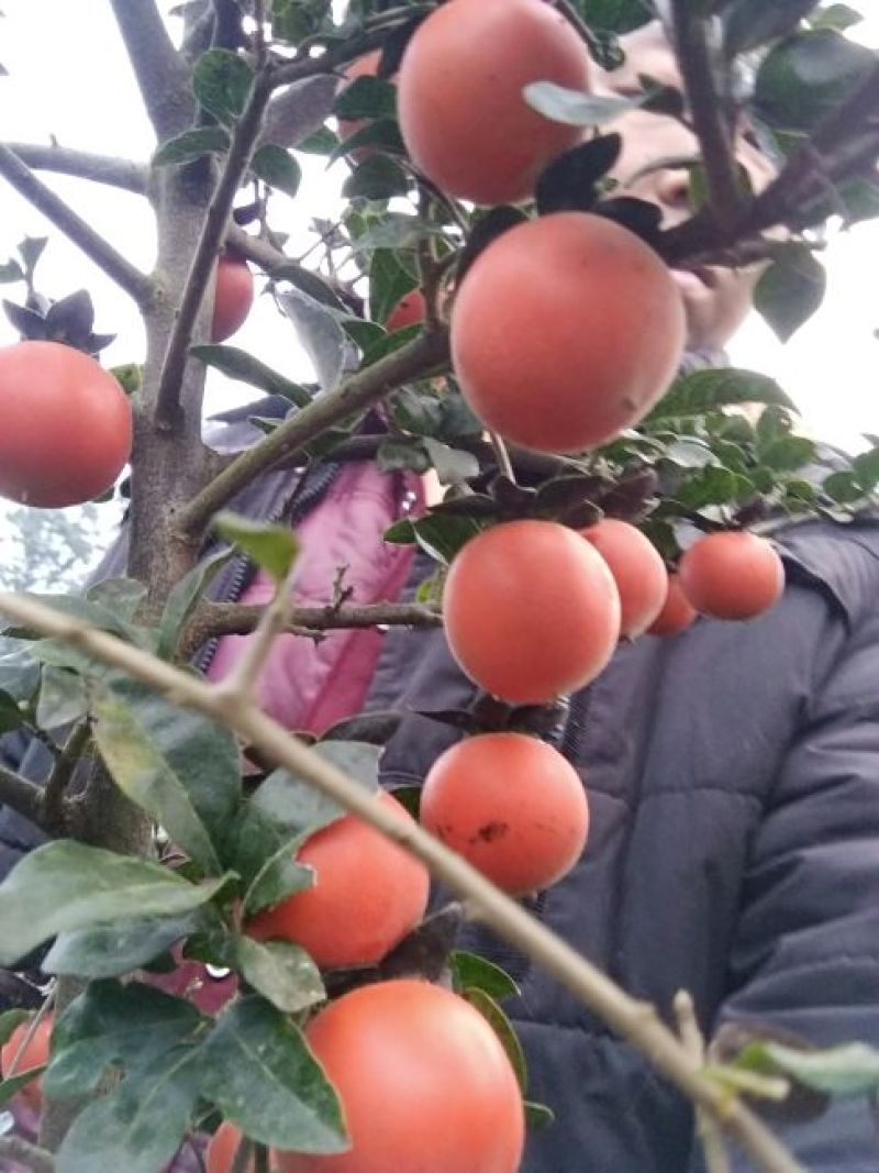金弹子树