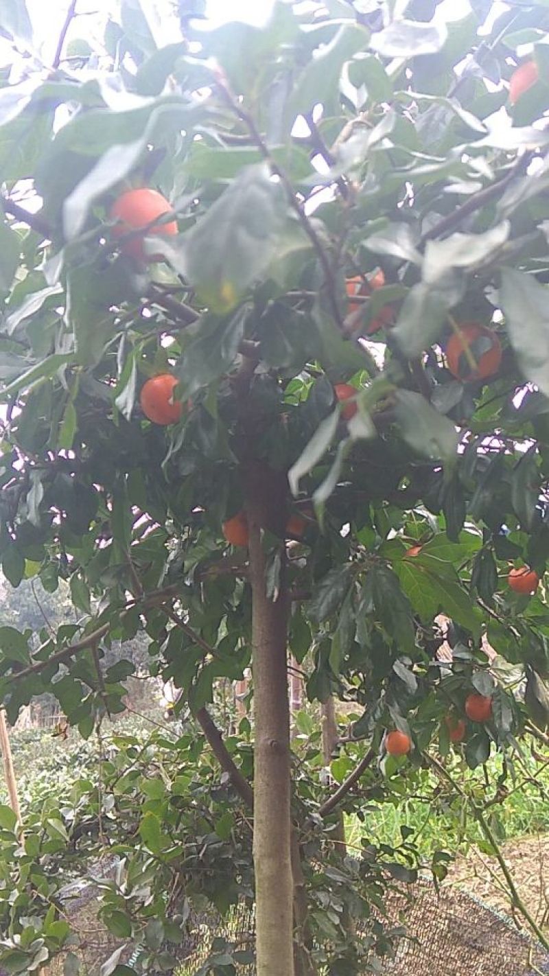 金弹子树