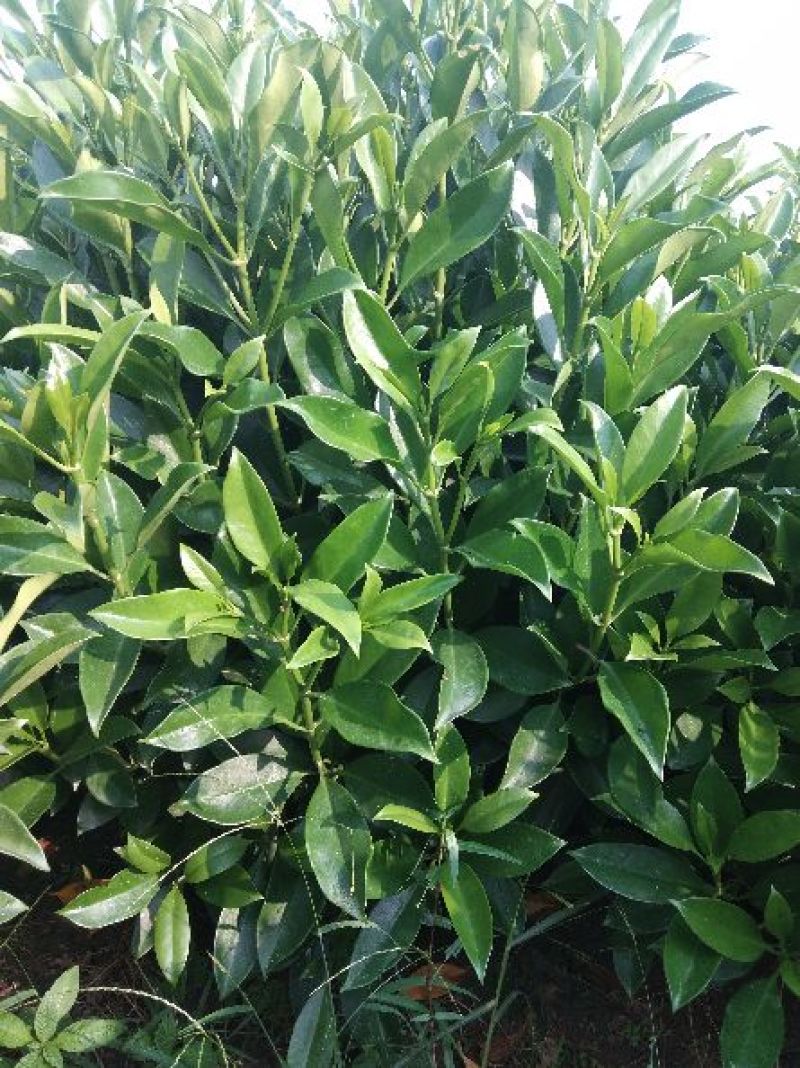 非洲茉莉