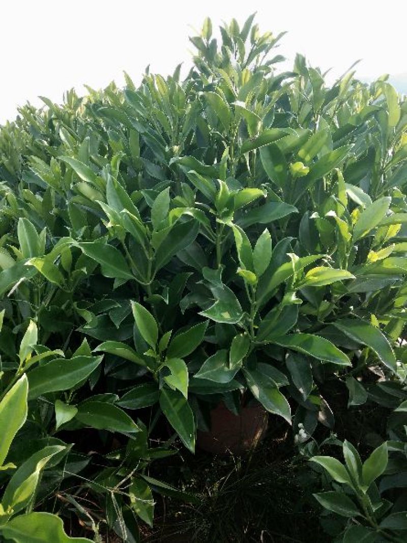 非洲茉莉