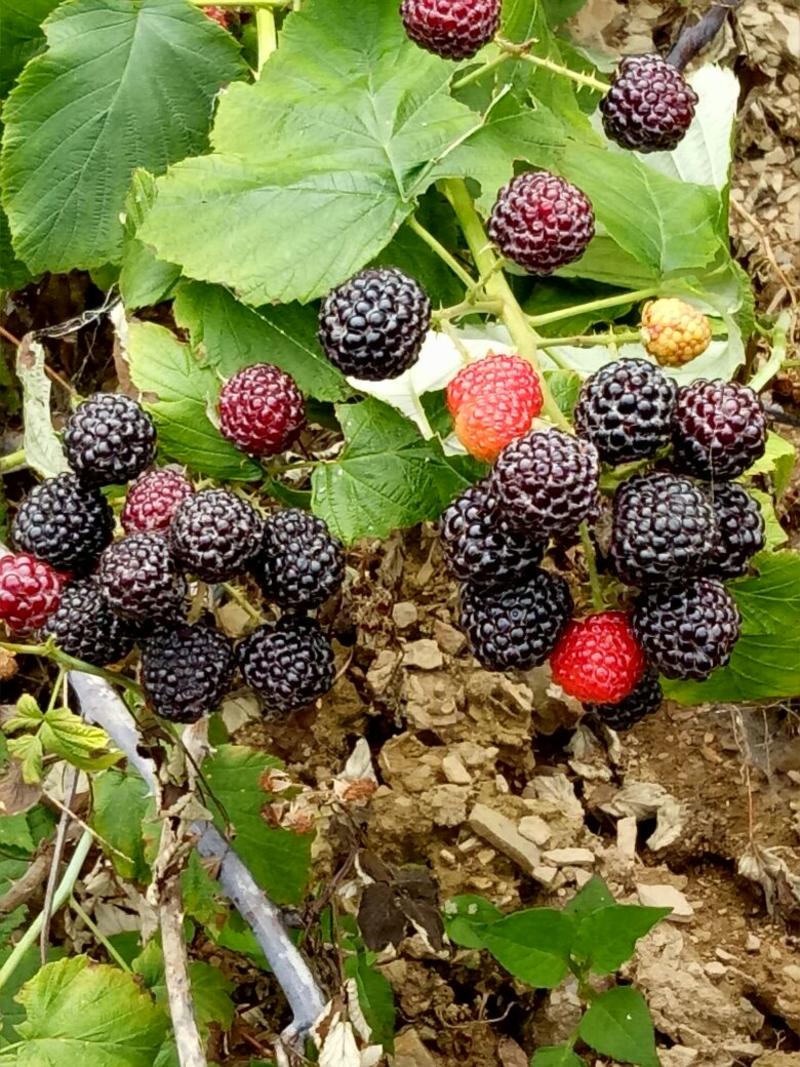 供俄罗斯黑树莓苗，当年栽苗当年挂果，产量高，吃起来特别甜