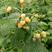 供双季黄树莓产量高，杲个大，当年栽苗当年挂果。