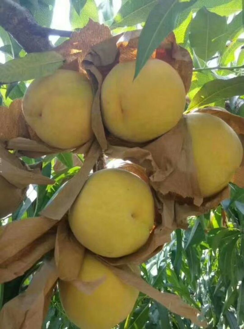 黄桃