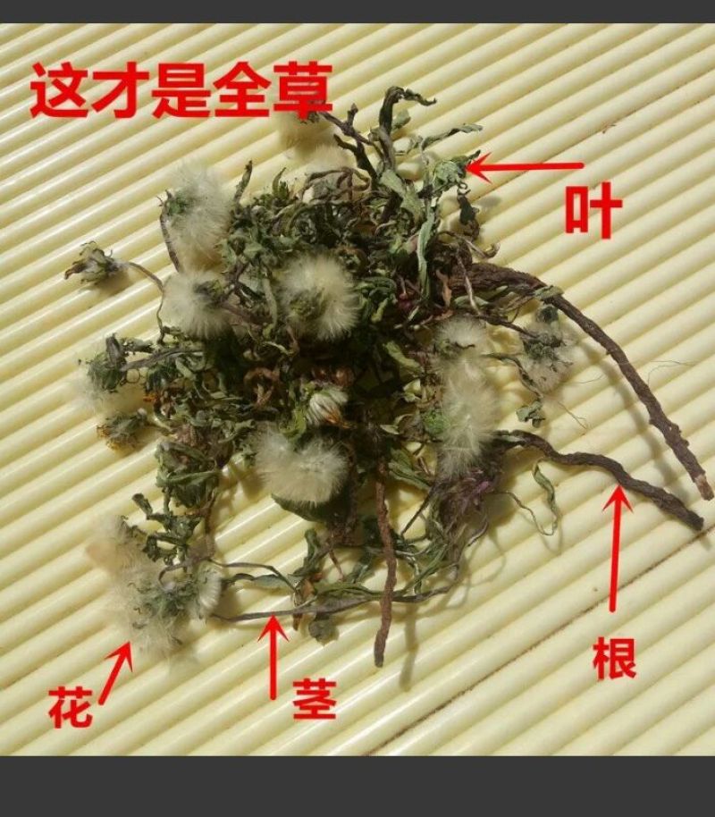 蒲公英