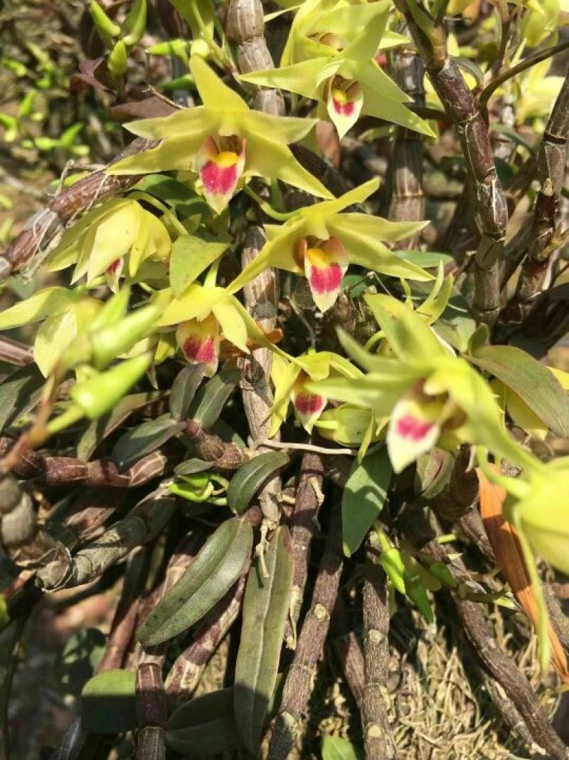 露天近野生铁皮石斛红条鲜条