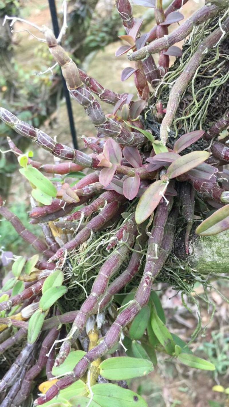 露天近野生铁皮石斛红条鲜条