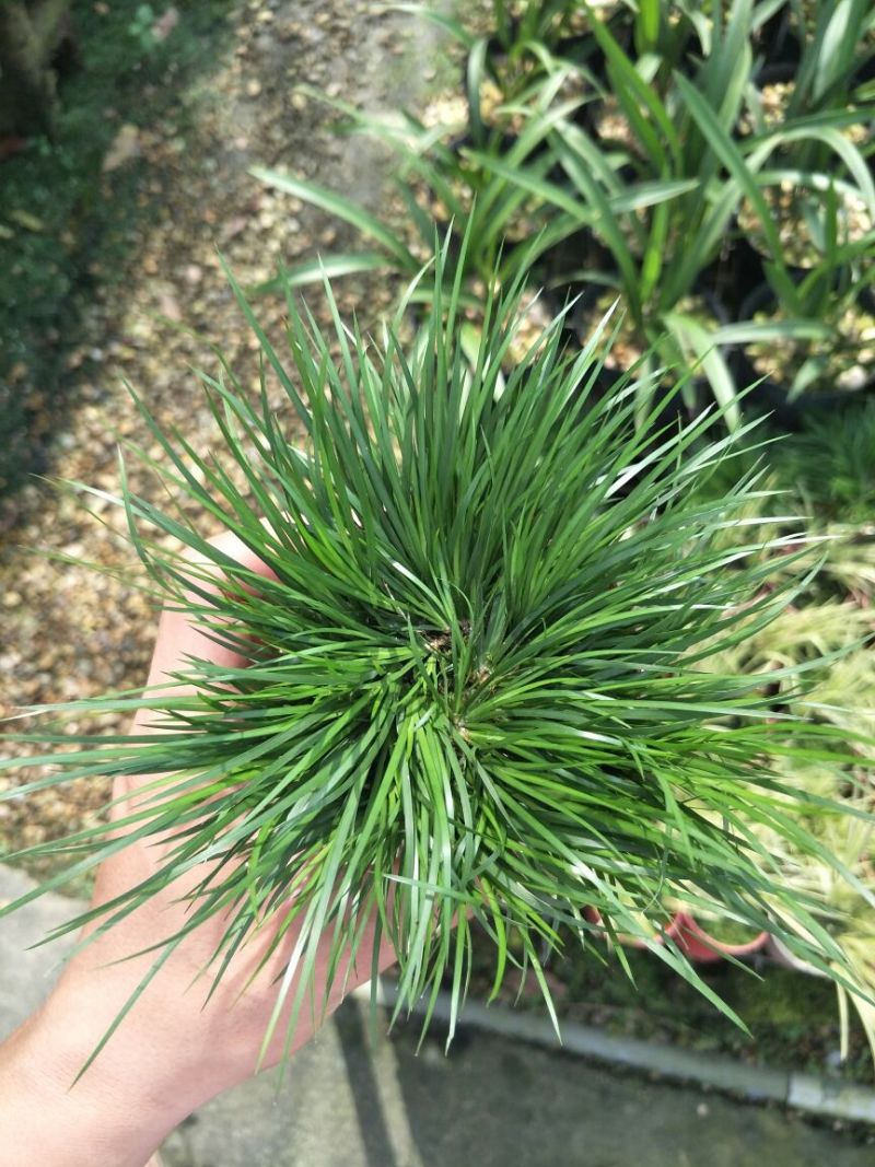 黄金姬金钱虎须金凤凰菖蒲