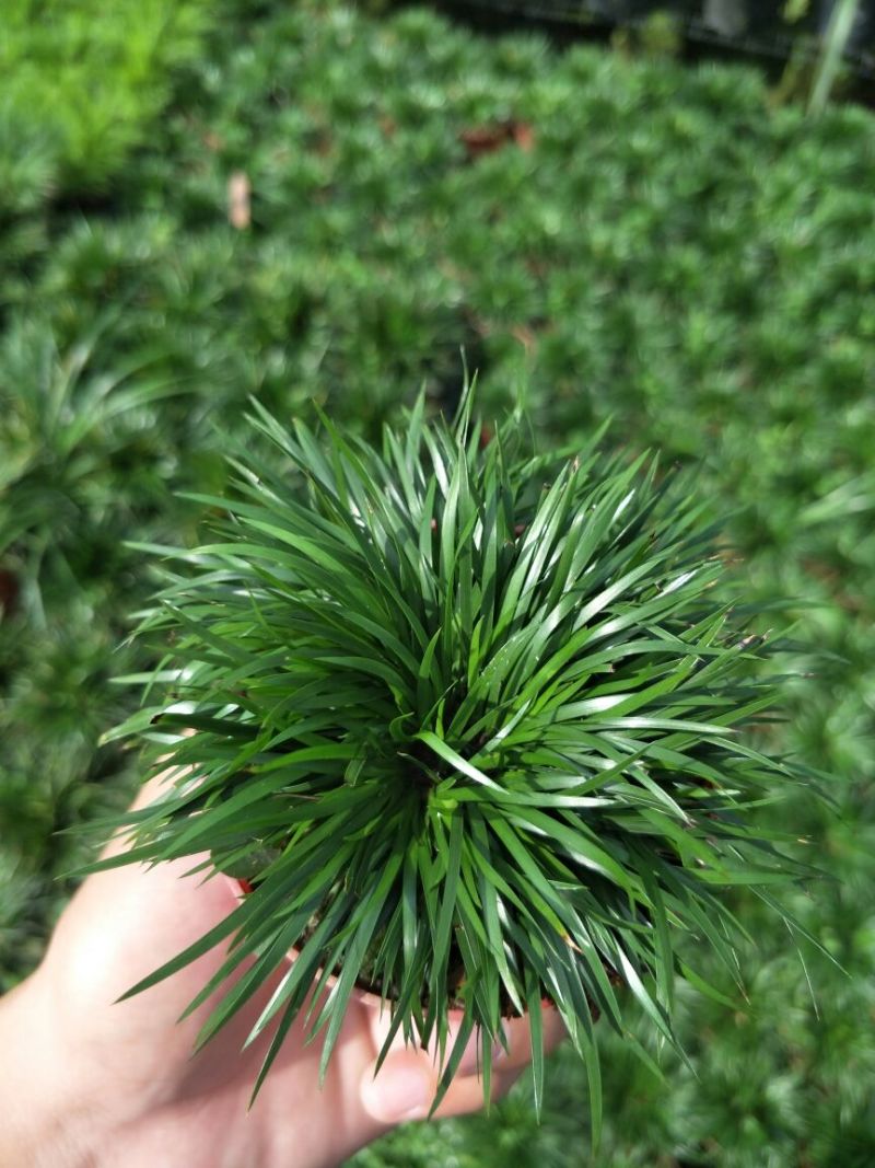 黄金姬金钱虎须金凤凰菖蒲