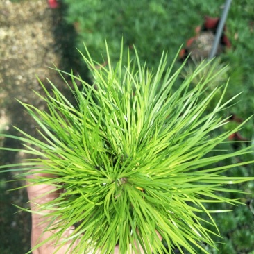 黄金姬金钱虎须金凤凰菖蒲