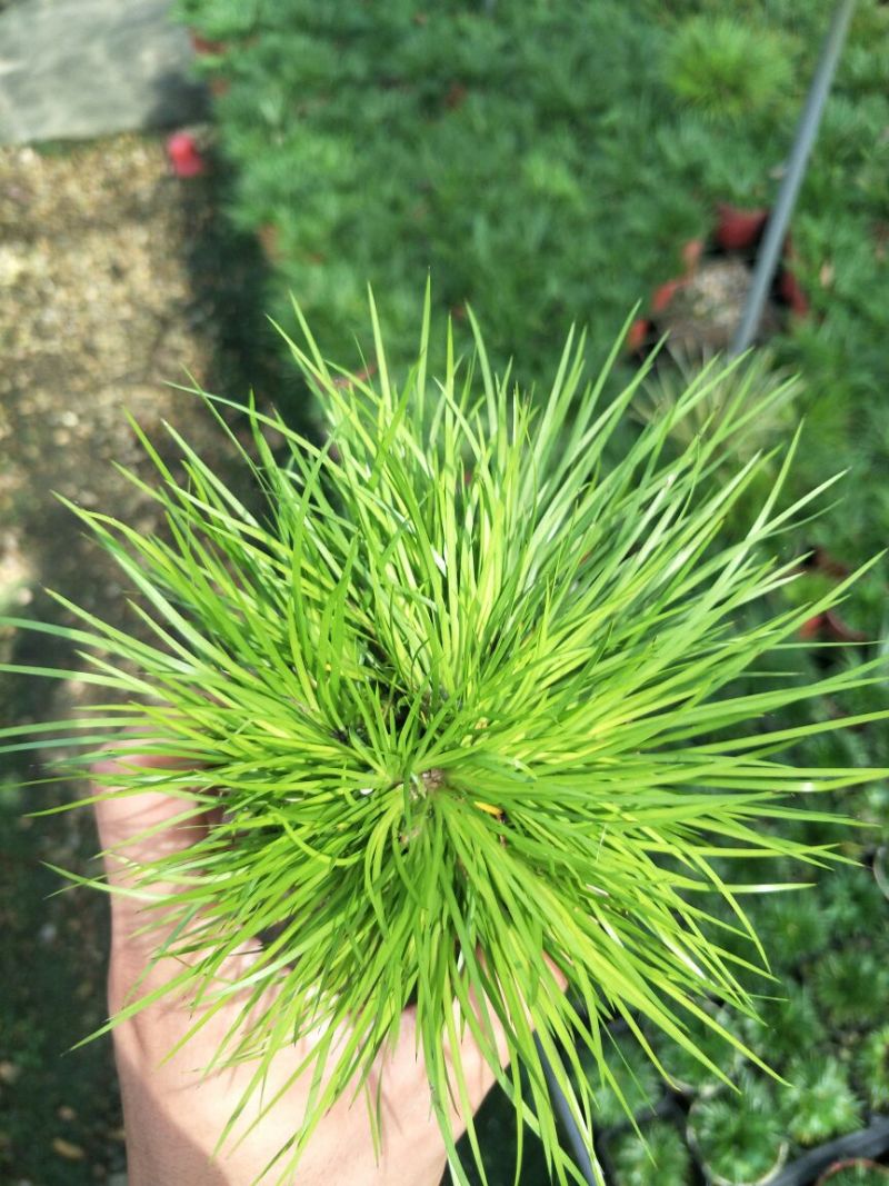 黄金姬金钱虎须金凤凰菖蒲