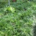 黄金姬金钱虎须金凤凰菖蒲