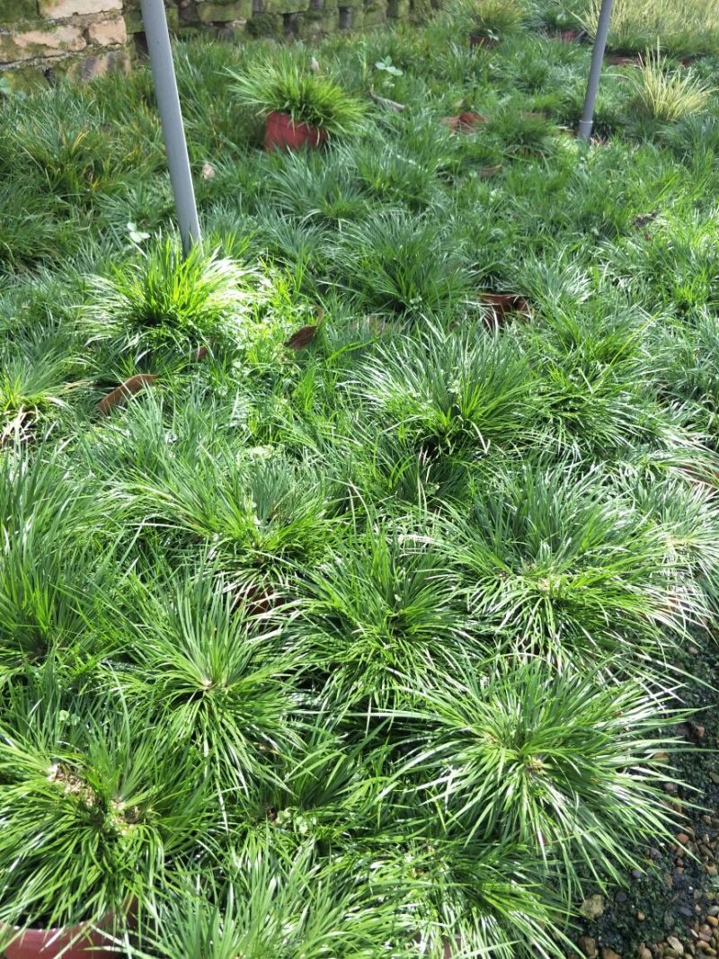 黄金姬金钱虎须金凤凰菖蒲
