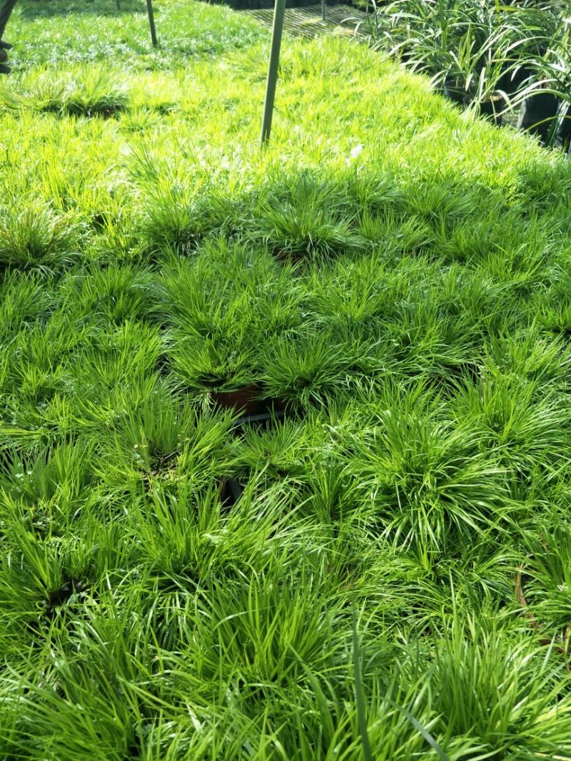 黄金姬金钱虎须金凤凰菖蒲