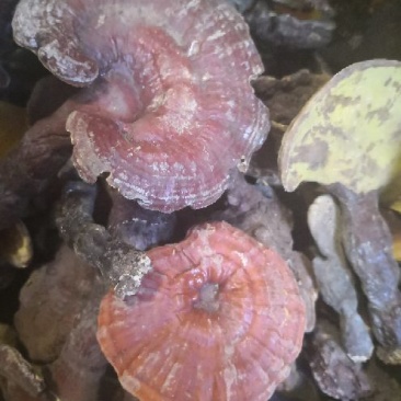 野生灵芝