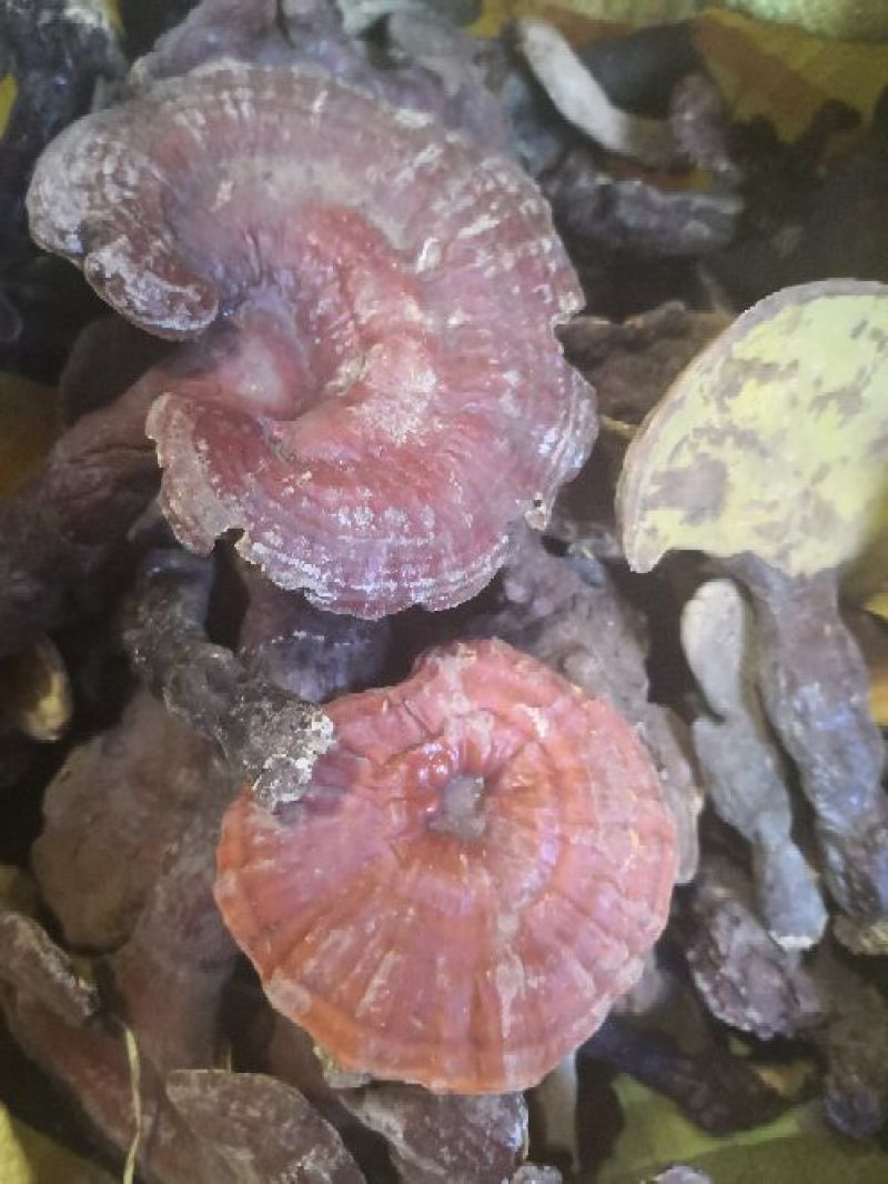 野生灵芝
