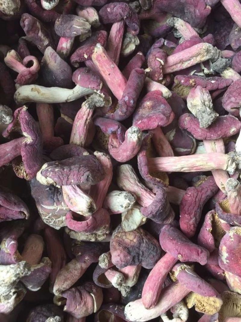 野生小红香菌