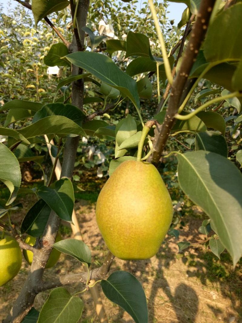 山西临猗坡上红香酥梨基地，冷库货