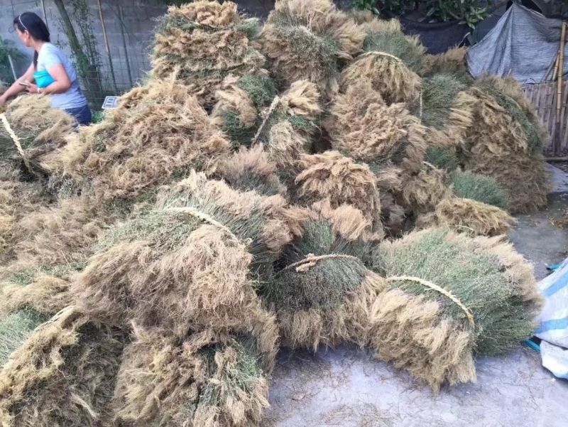 带根半枝莲50斤起批，运费物流包邮自提