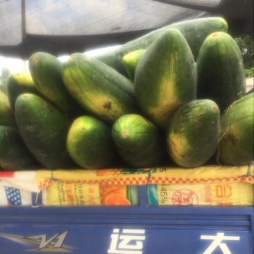 黑皮冬瓜20斤以上地冬瓜