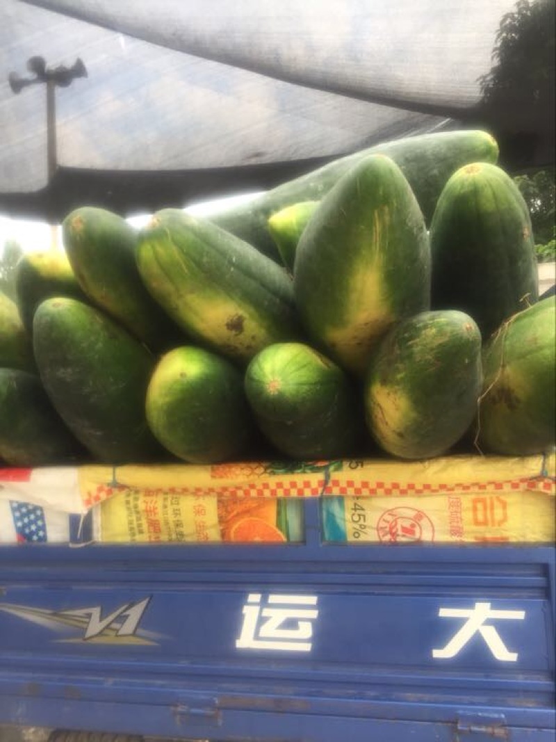 黑皮冬瓜20斤以上地冬瓜