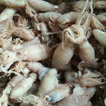 乌贼鱼大量有货