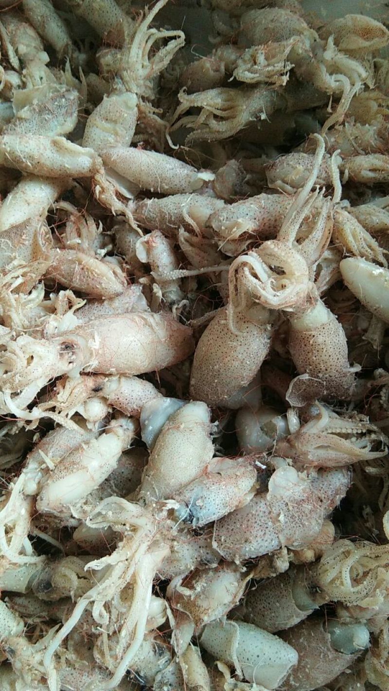 乌贼鱼大量有货
