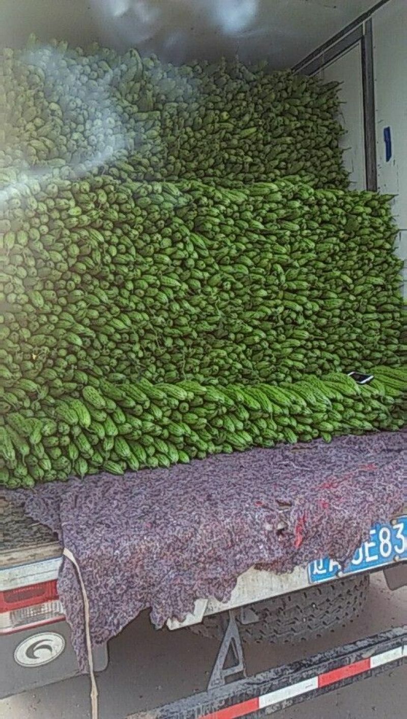 苦瓜基地直供无中间差价瓜条直，颜色绿，长度三十公分左右