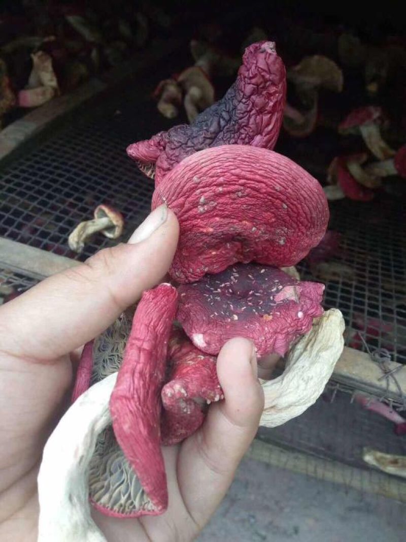 野生红菇