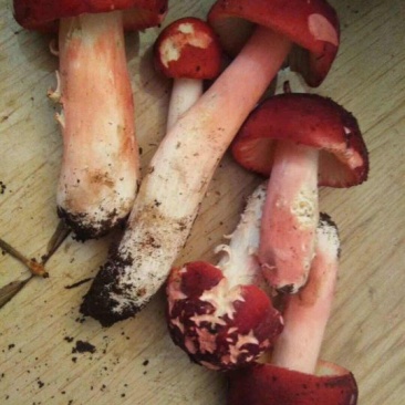 野生红菇