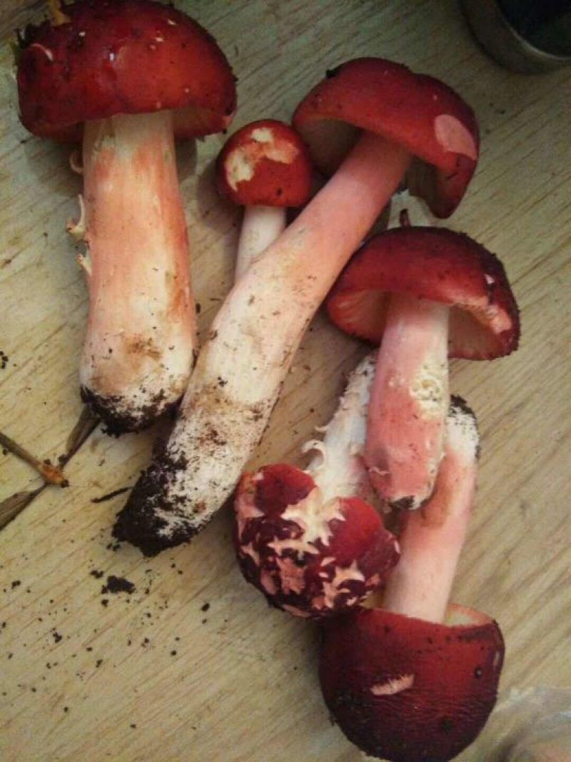 野生红菇