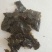 余庆发酵小苦丁茶
