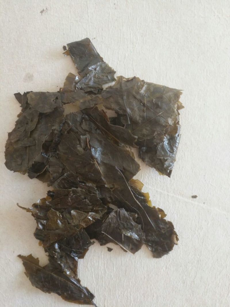 余庆发酵小苦丁茶