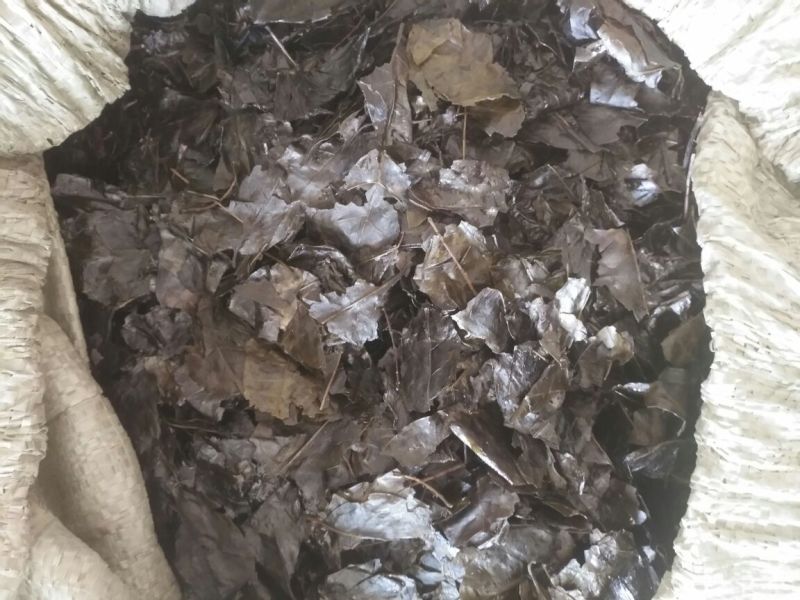 余庆发酵小苦丁茶