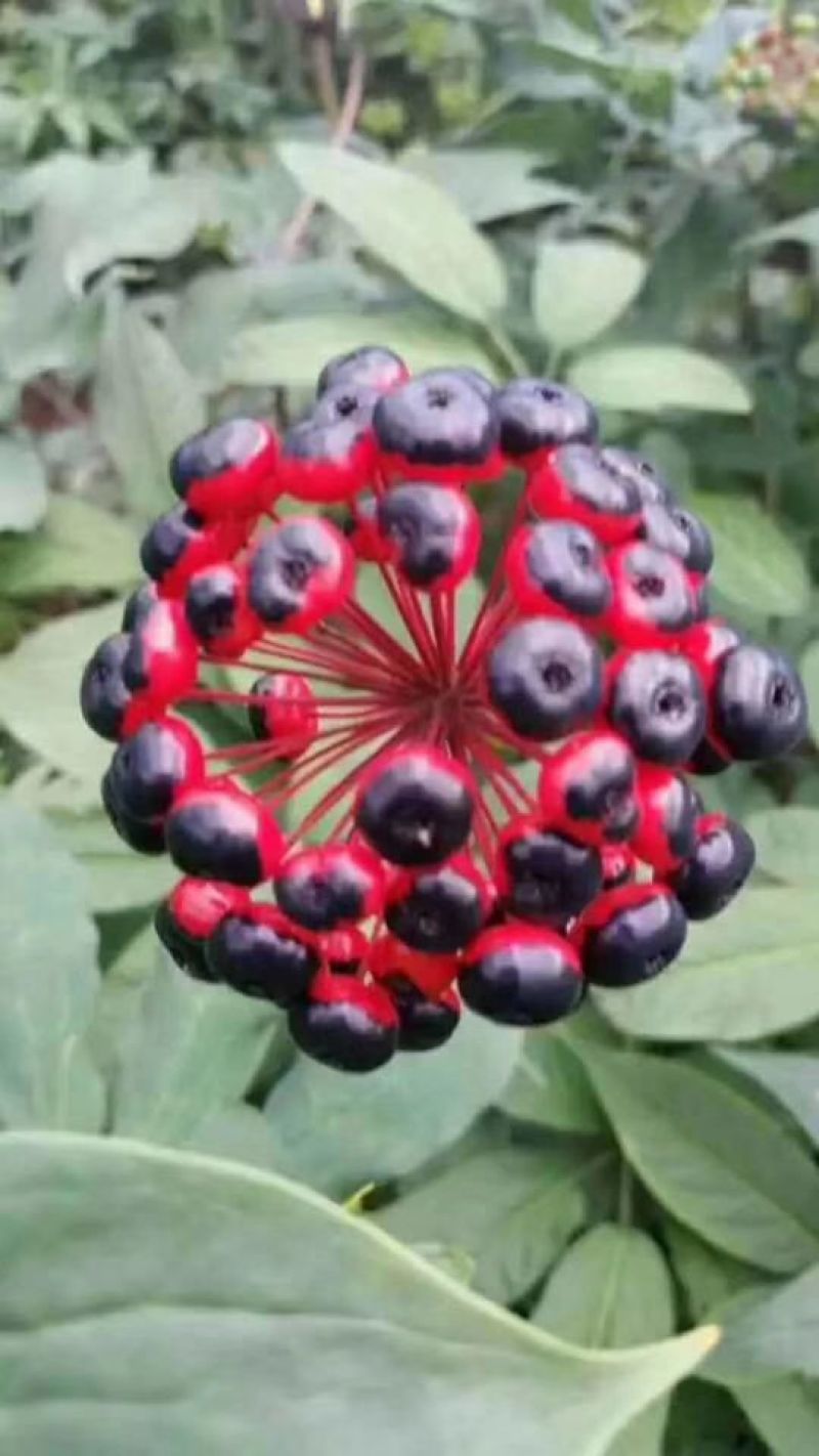 珠子参种子珠子参