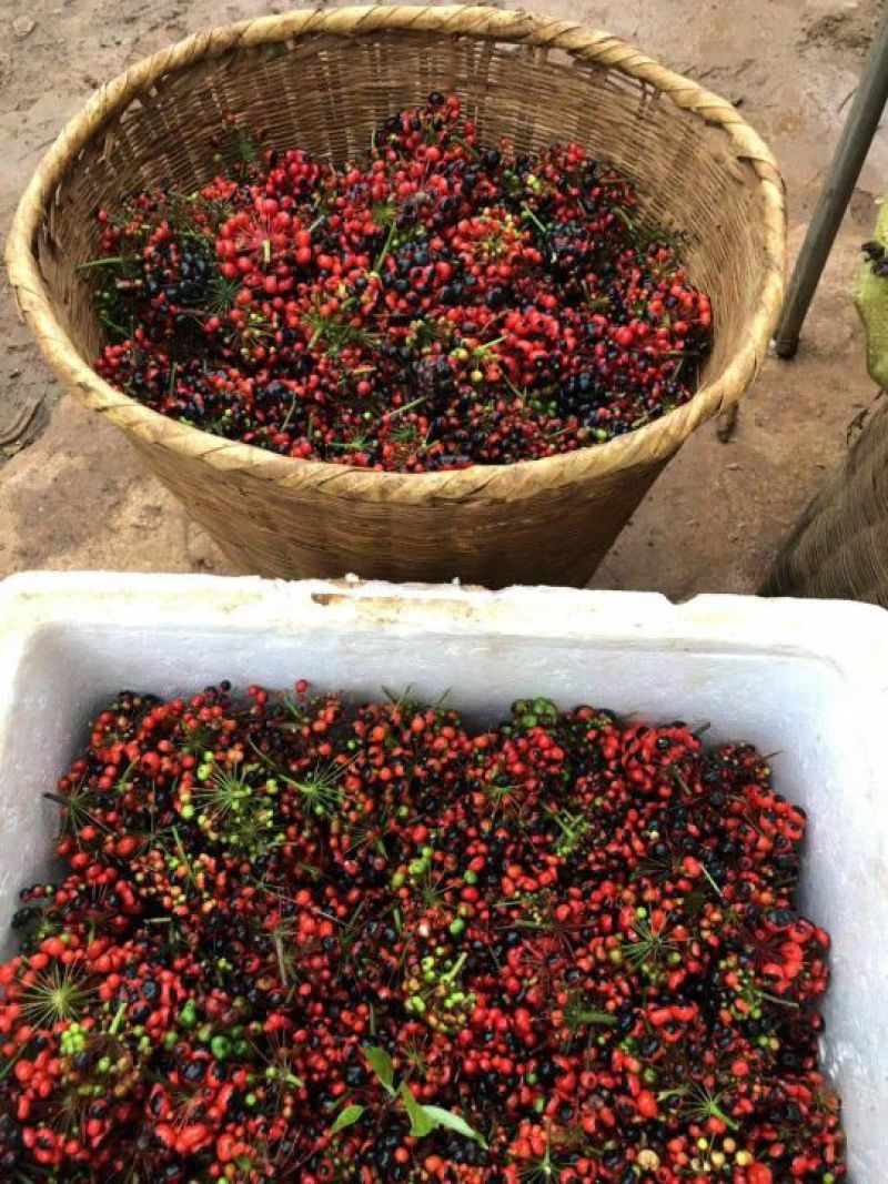 珠子参种子珠子参