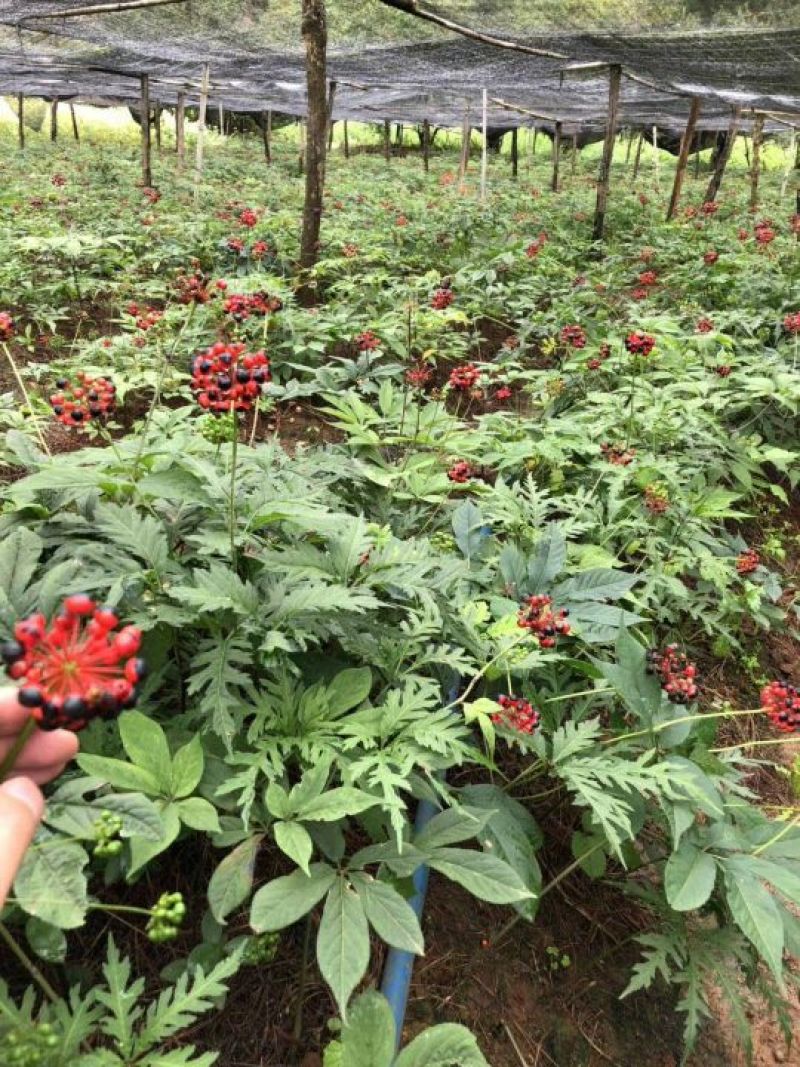 珠子参种子珠子参