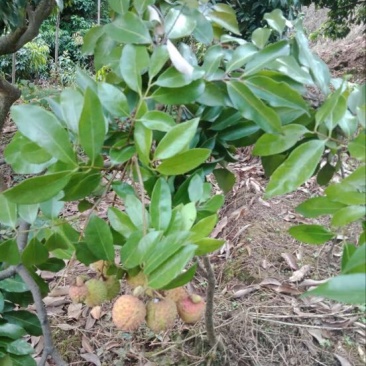 荔枝苗10~20cm