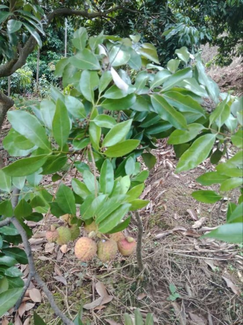 荔枝苗10~20cm