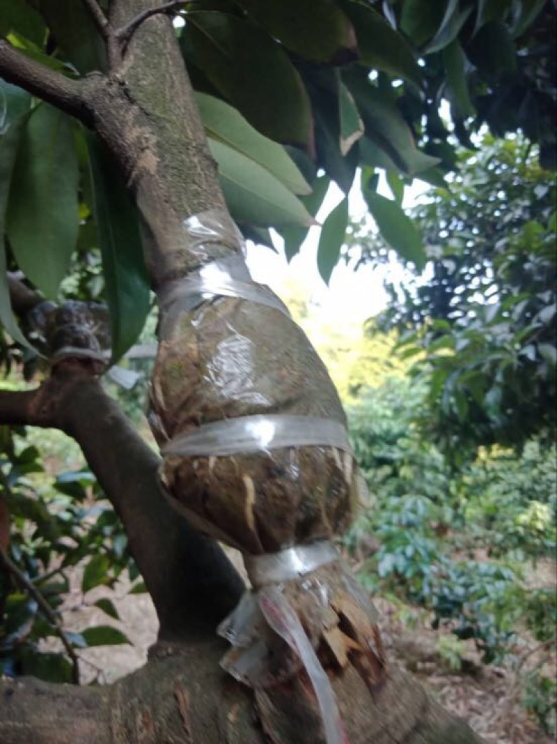 荔枝苗10~20cm