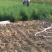 芦笋苗一年苗50公分以上5根以上