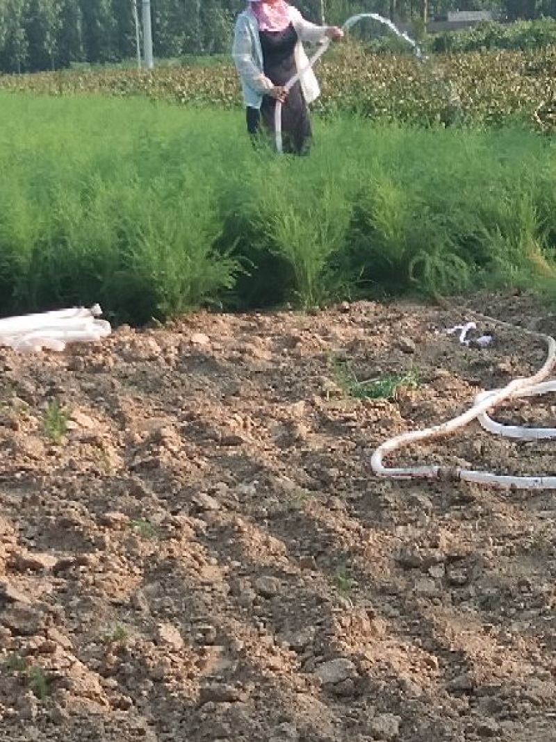 芦笋苗一年苗50公分以上5根以上