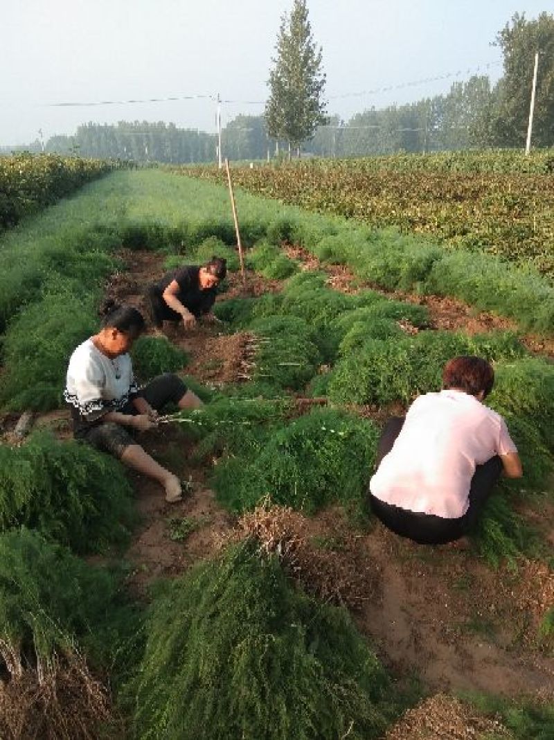 芦笋苗一年苗50公分以上5根以上