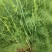 芦笋苗一年苗50公分以上5根以上