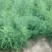 芦笋苗一年苗50公分以上5根以上