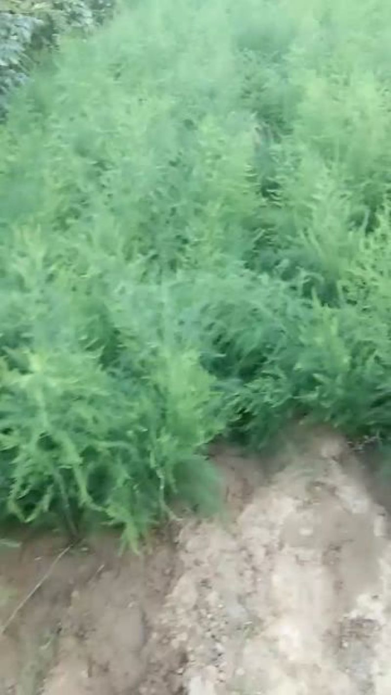 芦笋苗一年苗50公分以上5根以上