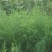 芦笋苗一年苗50公分以上5根以上