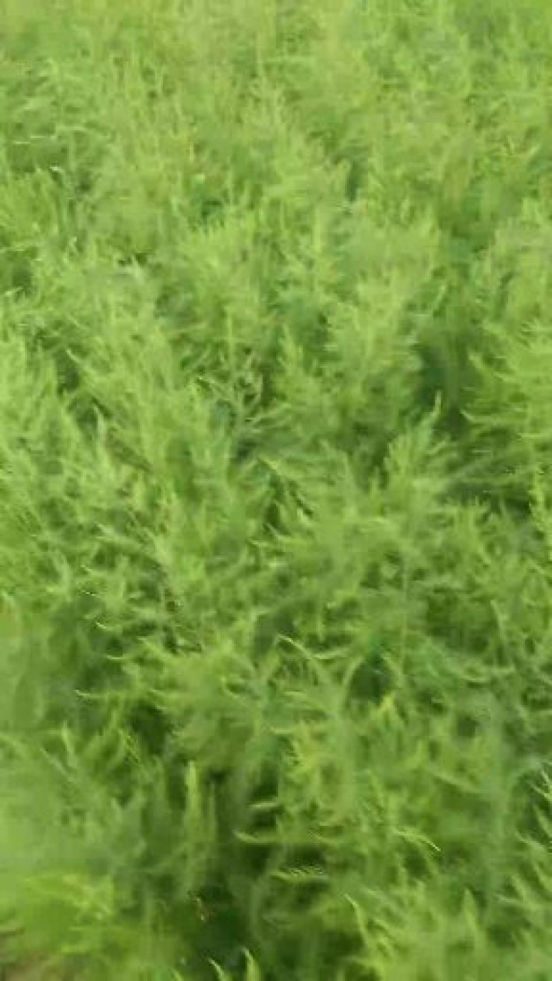 芦笋苗一年苗50公分以上5根以上