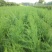 芦笋苗一年苗50公分以上5根以上